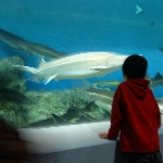 子どもと魚