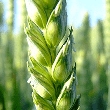 大麦01