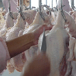 鶏肉03