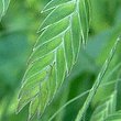 燕麦02