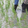 田植え